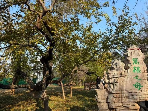 富明配资 沿着黄河遇见海 | 一棵古桑树展现百种“新模样”